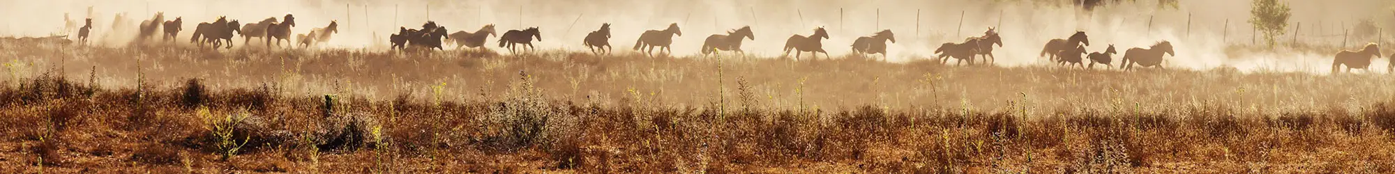A herd of horses moves steadily across a sunny field, surrounded by tall grass and open space.